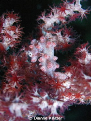 Pygmy Sea Horse at Wakatobi Resort by Dianne Knitter 